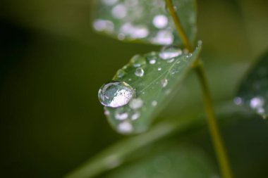Yağmurdan sonra yeşil yapraklar ve su damlaları.
