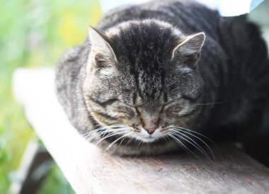 Ağaç korkuluktaki kedi dışarıda.