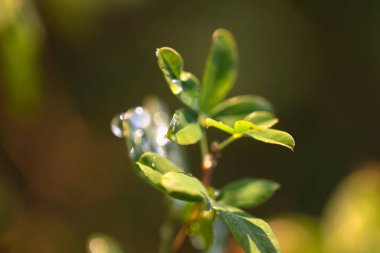 Yağmurdan sonra yeşil yapraklar ve su damlaları.