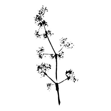 Bitki izi. Beyaz arka planda bitkisel elementin siyah silueti. Vektör botanik ayrıntıları.