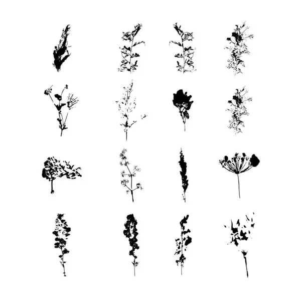 Inprenten Van Planten Zwarte Silhouetten Van Kruidenelementen Witte Achtergrond Botanisch — Stockvector
