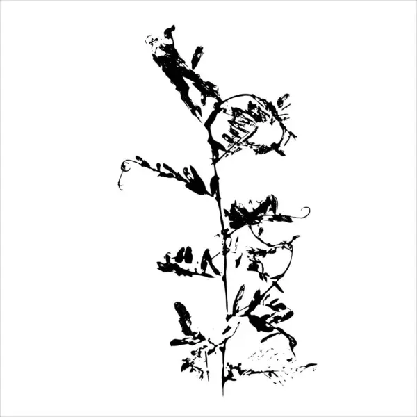 Plantenafdruk Zwart Silhouet Van Kruidenelement Witte Achtergrond Botanisch Detail Van — Stockvector