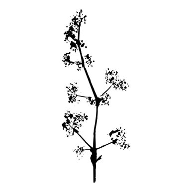 Vektör botanik detayı. Beyaz arkaplanda bitki izi. 