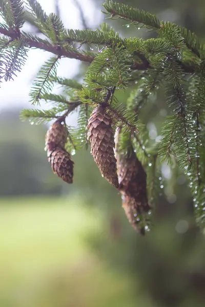 森の中のスプルースツリー 野生の自然の中で夏の季節 — ストック写真