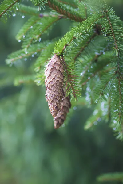 Ormandaki Çam Ağacı Vahşi Doğada Yaz Mevsimi — Stok fotoğraf