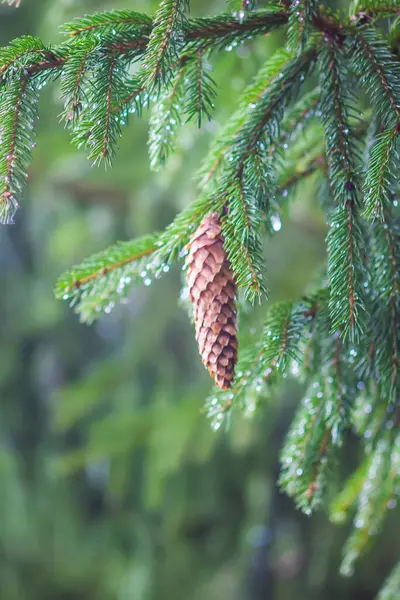 Spruce Tree Forest Summer Season Wild Nature — Stock Photo, Image