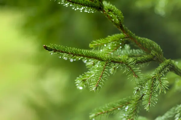 Ormandaki Çam Ağacı Vahşi Doğada Yaz Mevsimi — Stok fotoğraf