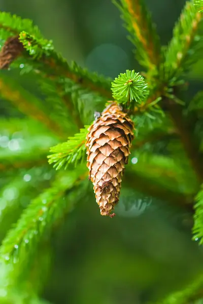 Spruce Tree Forest Summer Season Wild Nature — Stock Photo, Image