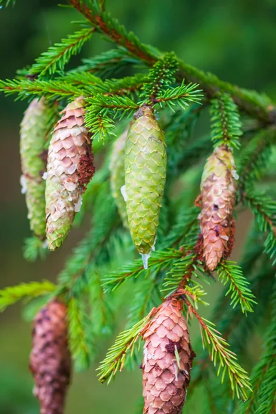 Spruce Tree Forest Summer Season Wild Nature — Stock Photo, Image
