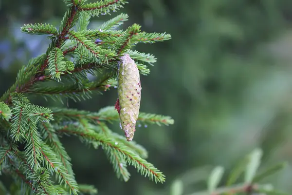 森の中のスプルースツリー 野生の自然の中で夏の季節 — ストック写真