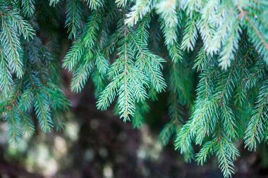 Ormandaki firavun ağaçları. Yazın kırsalda vahşi doğa. Evergreen bitkileri.