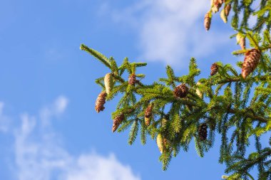 Ormanda bir sürü konisi olan firavun ağaçları. Yazın kırsalda vahşi doğa. Evergreen bitkileri.