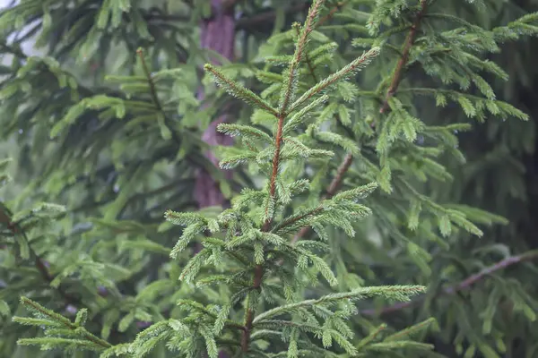 Ялинки Лісі Дика Природа Сільській Місцевості Влітку Вічнозелені Рослини — стокове фото