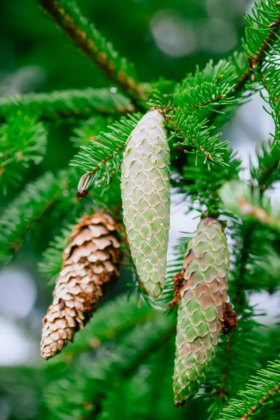Fir Trees Lot Cones Forest Wild Nature Countryside Summer Evergreen — Stock Photo, Image