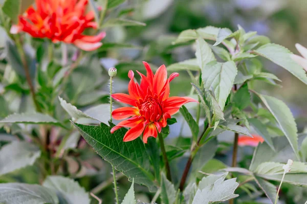 Fleur Dahlia Rouge Dans Jardin Été — Photo