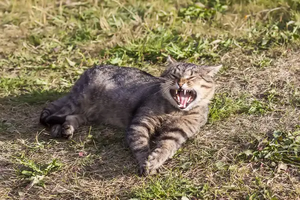 在绿草上打呵欠的猫真有趣 可爱的宠物在室外阳光下取暖 — 图库照片