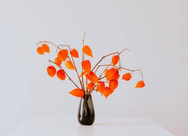 Physalis Alkekengi bitkisi. Çin feneri ya da böğürtlen. Minimalist tarzda otantik ev dekorasyonu.