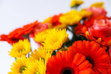 Güzel, parlak bir buket Gerbera çiçeği.