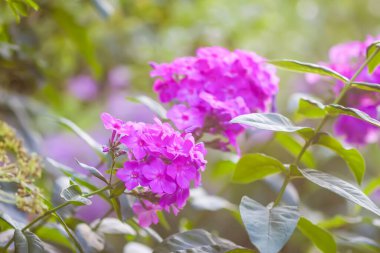 Güzel çiçek arkaplanı. Çiçek mevsiminde mor Phloxes.