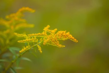 Sarı altın çubuk çiçekleri veya Solidago kanadensis, Kanada altın çubuğu veya Kanada altın çubuğu bitkisi.