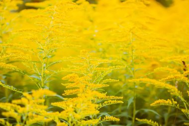 Sarı altın çubuk çiçekleri veya Solidago kanadensis, Kanada altın çubuğu veya Kanada altın çubuğu bitkisi.