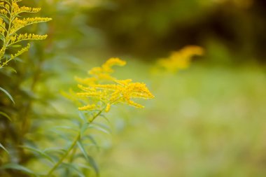 Sarı altın çubuk çiçekleri veya Solidago kanadensis, Kanada altın çubuğu veya Kanada altın çubuğu bitkisi.
