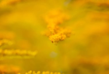 Sarı altın çubuk çiçekleri veya Solidago kanadensis, Kanada altın çubuğu veya Kanada altın çubuğu bitkisi.
