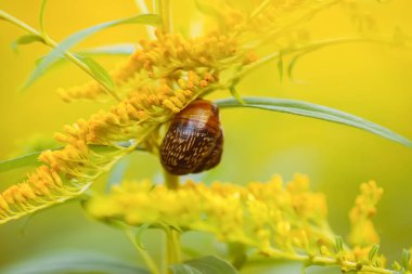 Sarı altın çubuk çiçekleri veya Solidago kanadensis, Kanada altın çubuğu veya Kanada altın çubuğu bitkisi.
