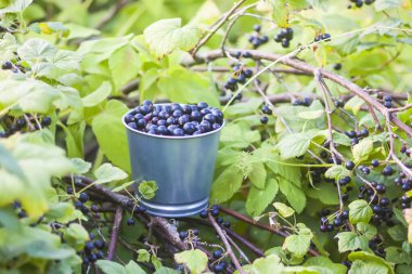 Kırsaldaki bir yaz bahçesinde, küçük metal kovada olgun, siyah frenk üzümü meyveleri. Organik sağlıklı yiyecekler.