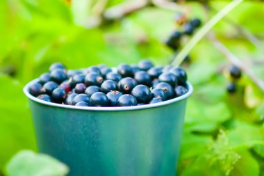 Kırsaldaki bir yaz bahçesinde, küçük metal kovada olgun, siyah frenk üzümü meyveleri. Organik sağlıklı yiyecekler.
