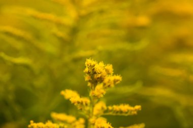 Sarı altın çubuk çiçekleri veya Solidago kanadensis, Kanada altın çubuğu veya Kanada altın çubuğu bitkisi.