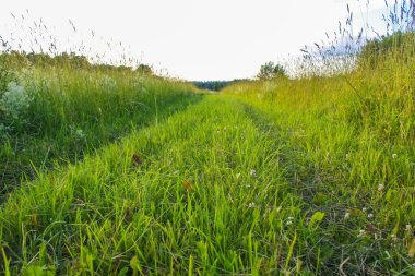 Gün batımında yabani otlar. Kırsal kesimde yaz doğası detayları.