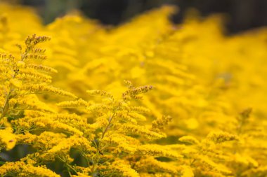 Sarı altın çubuk çiçekleri veya Solidago kanadensis, Kanada altın çubuğu veya Kanada altın çubuğu bitkisi.