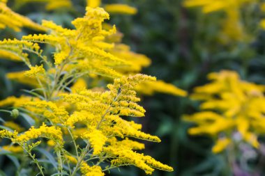 Sarı altın çubuk çiçekleri veya Solidago kanadensis, Kanada altın çubuğu veya Kanada altın çubuğu bitkisi.