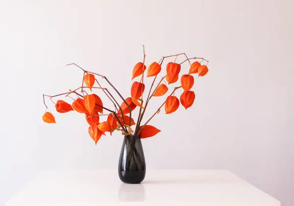 Physalis Alkekengi Pflanze Chinesische Laterne Oder Erdbeere Authentische Wohnkultur Minimalistischen — Stockfoto
