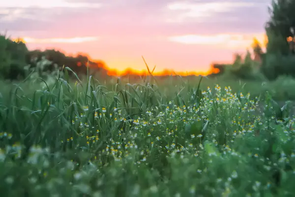 Ländliche Landschaft Feld Und Gras Sonnenuntergang Sommerzeit Dorf — Stockfoto