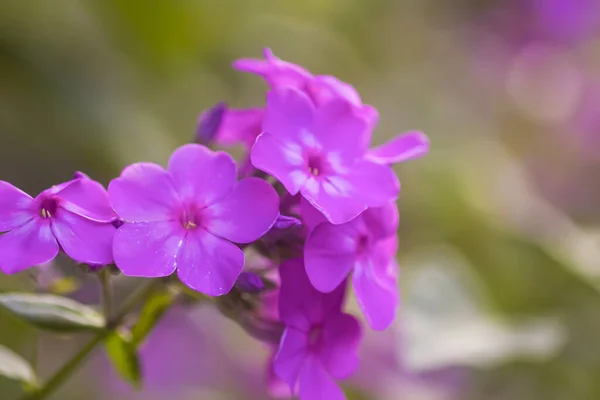 Красивый Цветочный Фон Пурпурные Флоксы Цветущем Сезоне — стоковое фото