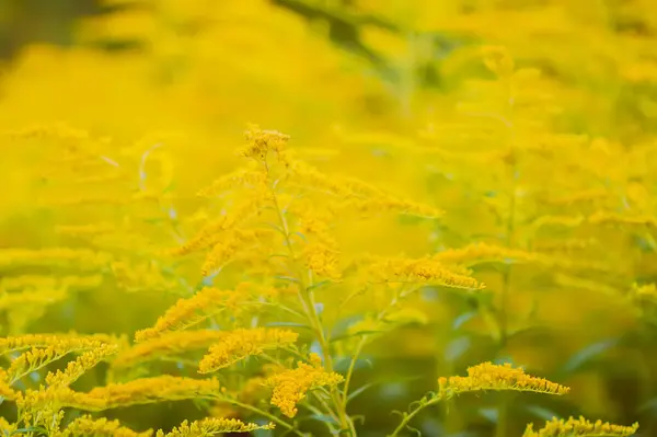 stock image Yellow flowers of goldenrod or Solidago canadensis, Canada goldenrod or Canadian goldenrod plant.