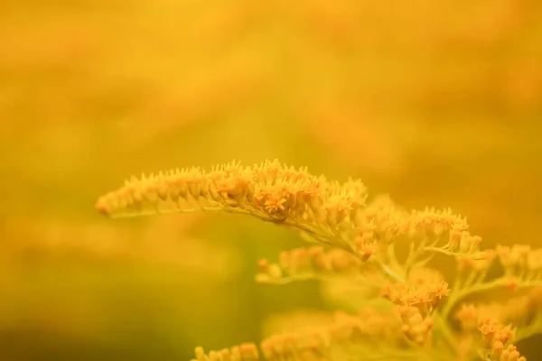 Gelbe Blüten Der Goldrute Oder Solidago Canadensis Der Kanadischen Goldrute — Stockfoto