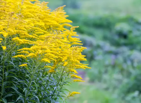 stock image Yellow flowers of goldenrod or Solidago canadensis, Canada goldenrod or Canadian goldenrod plant.