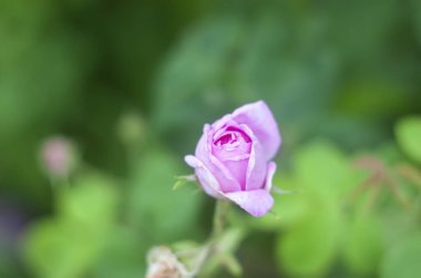 Kırsal kesimde yaz doğası ayrıntıları. Bahçe güllerinin mevsimlik çiçekleri.