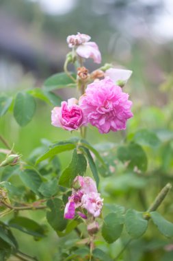 Kırsal kesimde yaz doğası ayrıntıları. Bahçe güllerinin mevsimlik çiçekleri.
