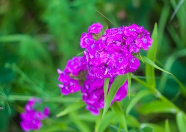Karanfil çiçeği. Kırsal kesimde yaz doğası ayrıntıları. Bahçe bitkilerinin mevsimlik çiçekleri.