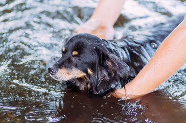 Siyah köpek sıcak yaz gününde suda yüzüyor..