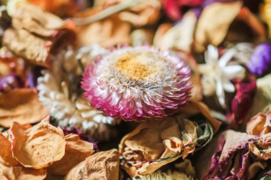 Kurumuş çiçekler ve taç yaprakları. Çiçek dekoru.