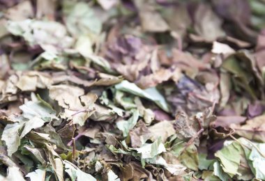 Kurutulmuş bitkiler. Tıbbi bitkiler alternatif tıpta kullanılır.. 