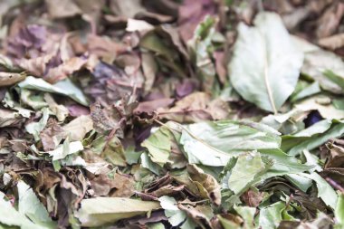 Kurutulmuş bitkiler. Tıbbi bitkiler alternatif tıpta kullanılır.. 