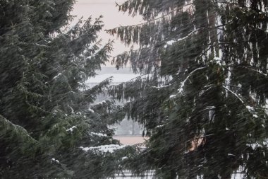 Ağaçlarla kaplı karlı kış arkaplanı. Kış zamanı doğa detayları.