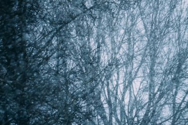 Ağaçlarla kaplı karlı kış arkaplanı. Kış zamanı doğa detayları.