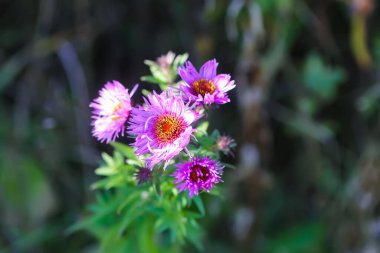 Sonbahar bahçesindeki süs çiçekleri. Mor paskalya bitkileri.